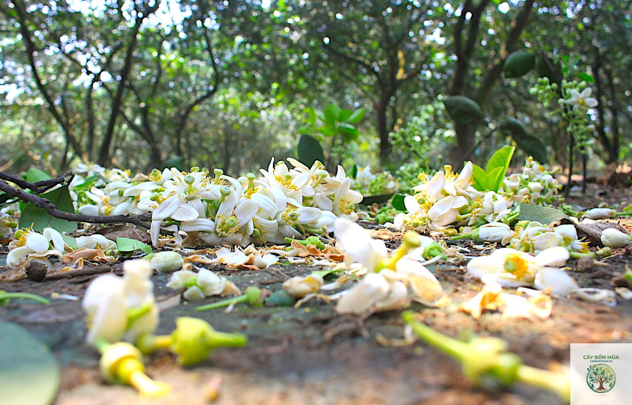 cây bưởi trắng - Image 3