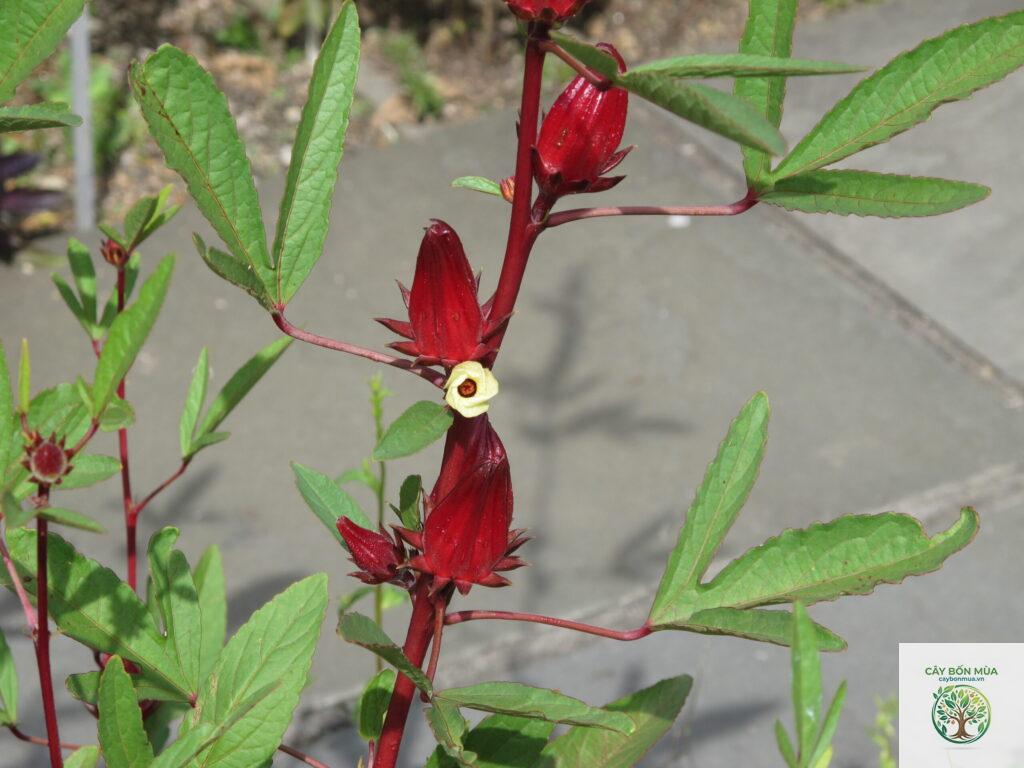 cây bụp giấm đỏ