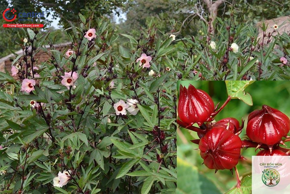 cây bụp giấm tím - Image 2