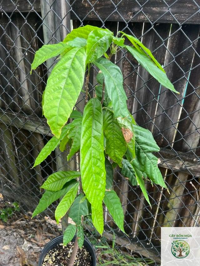 cây ca cao Criollo - Image 5