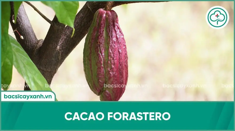 cây ca cao Forastero - Image 5
