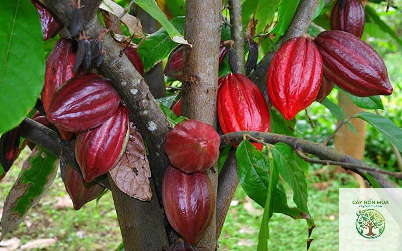 cây ca cao đỏ