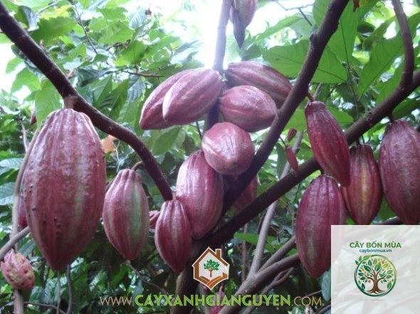 cây ca cao tím