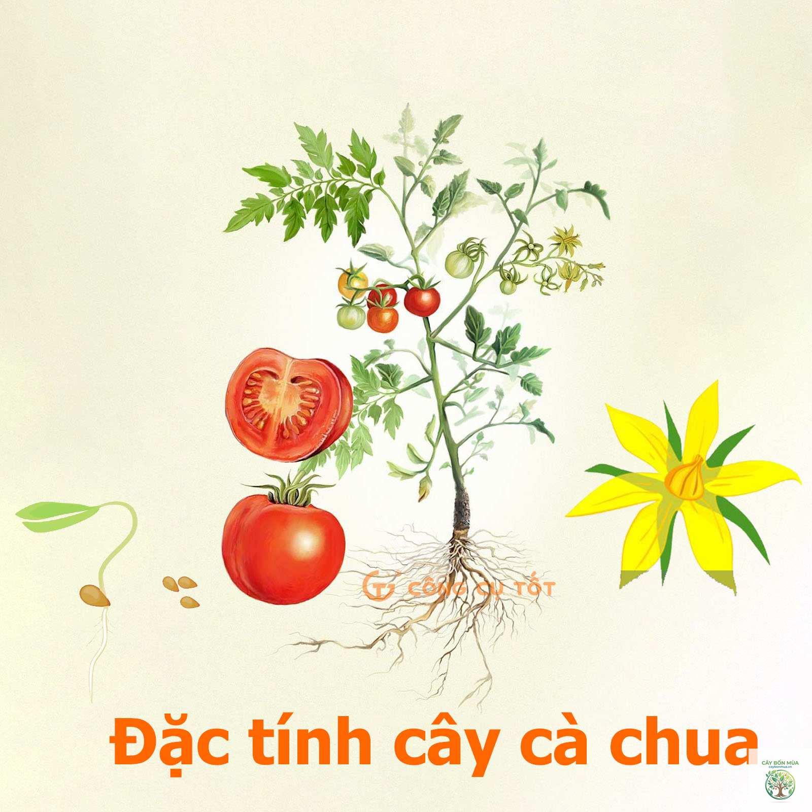 cây cà chua - Image 5