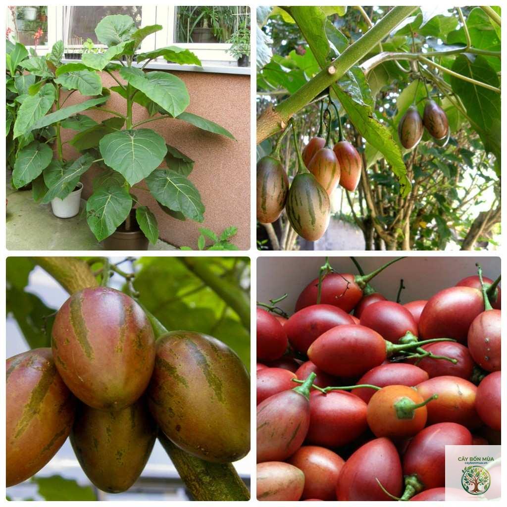 cây cà chua thân gỗ