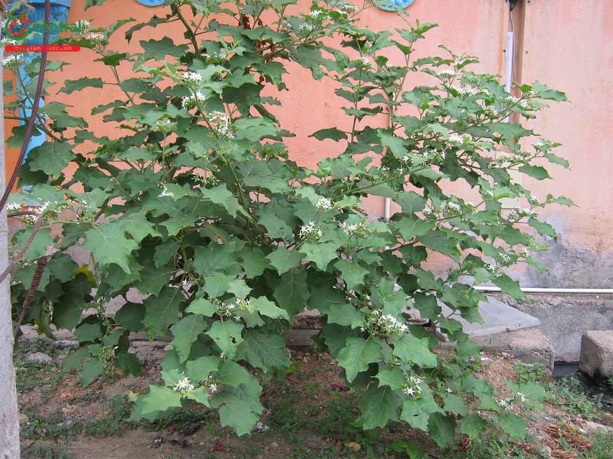 cây cà dại - Image 2