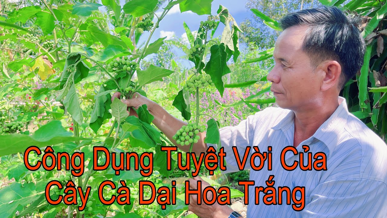 cây cà dại - Image 5