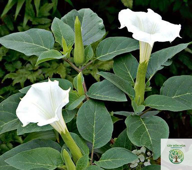 cây cà độc dược - Image 2