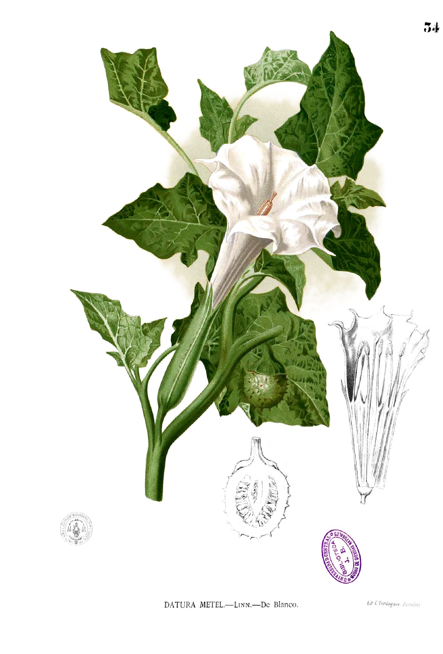 cây cà độc dược - Image 4
