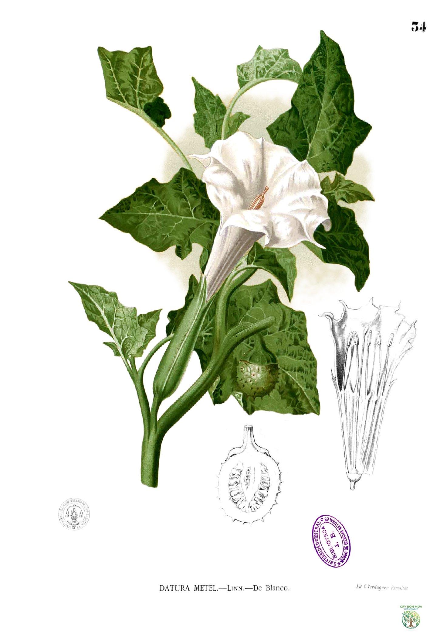 cây cà độc dược - Image 5
