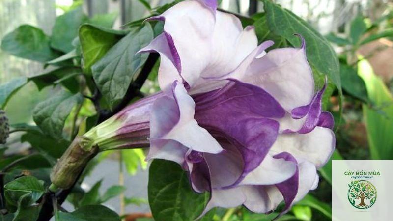 cây cà độc dược tím - Image 3