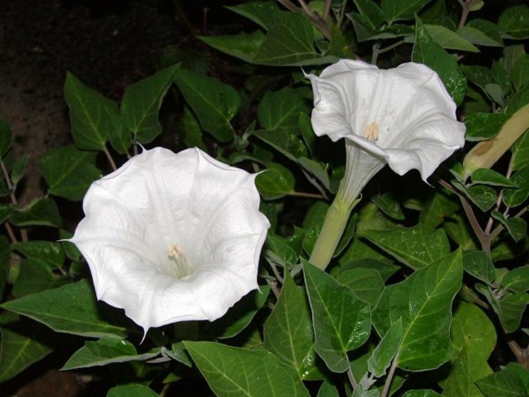 cây cà độc dược trắng - Image 4