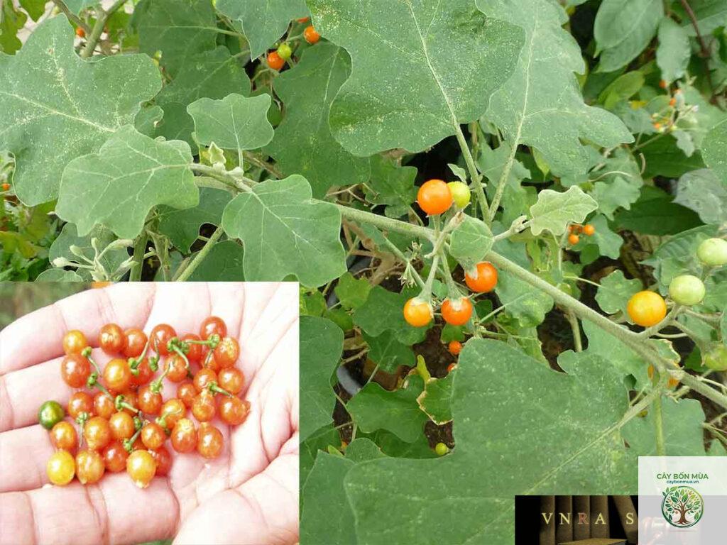 cây cà gai dại