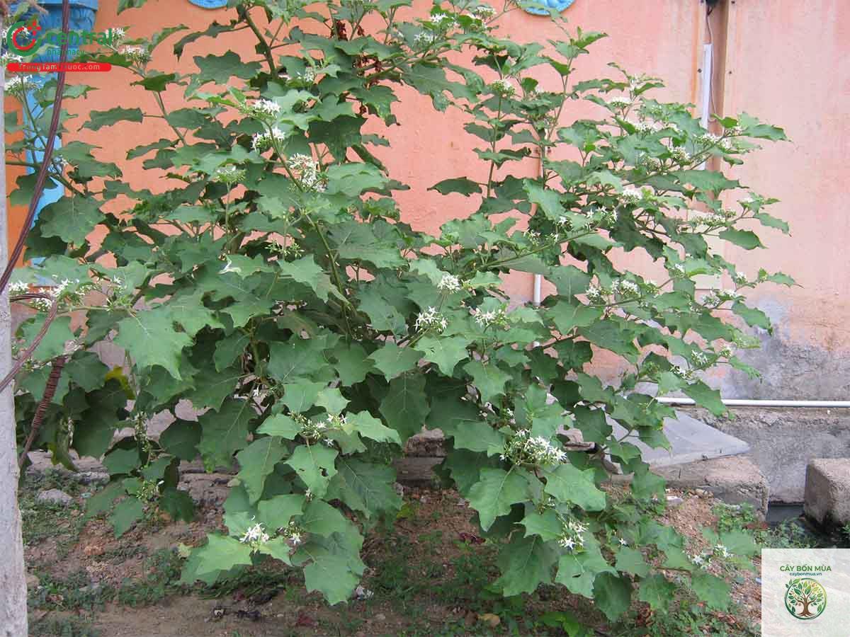 cây cà gai dại - Image 2