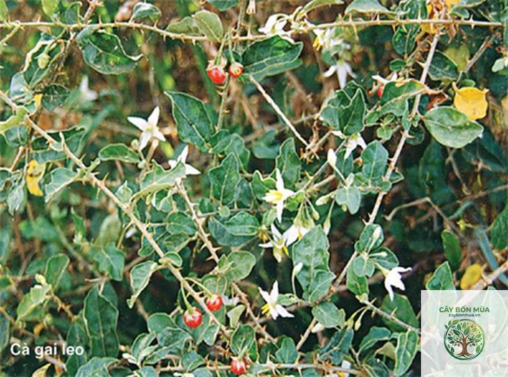 cây cà gai leo - Image 5