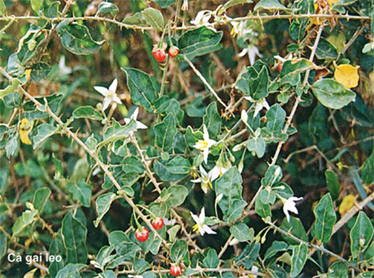 cây cà gai leo rừng - Image 2