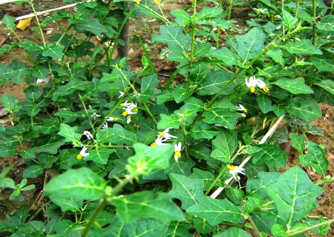cây cà gai leo rừng - Image 4
