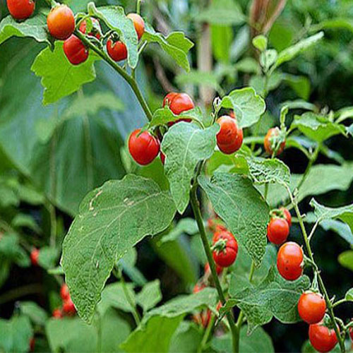 cây cà gai leo rừng