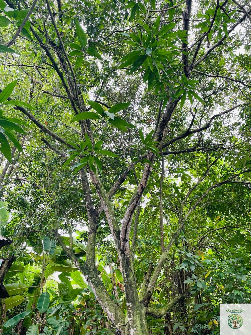 cây cà na rừng - Image 4