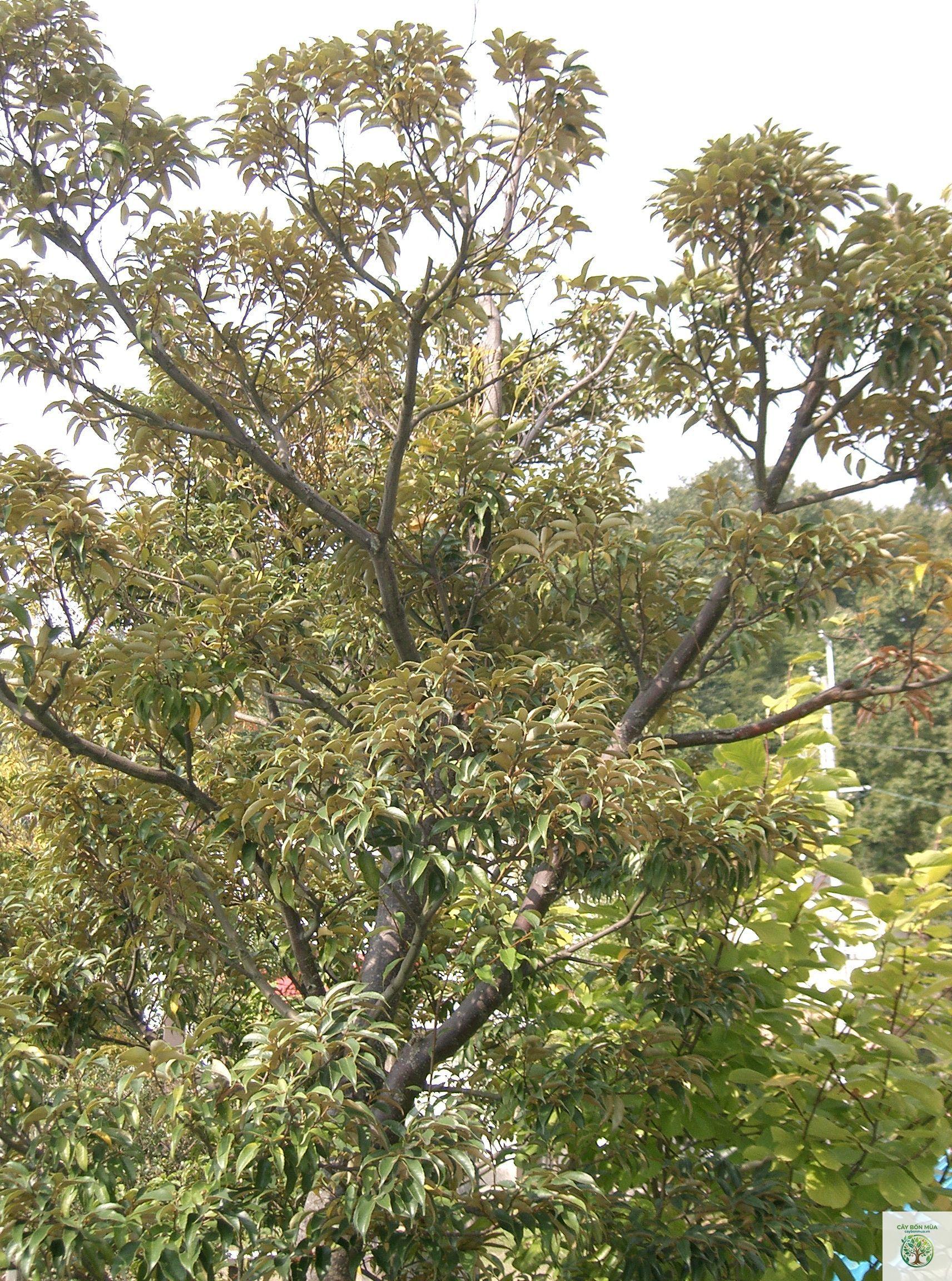 cây cà ổi - Image 3