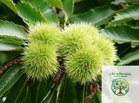 cây cà ổi