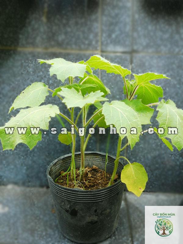 cây cà pháo - Image 3