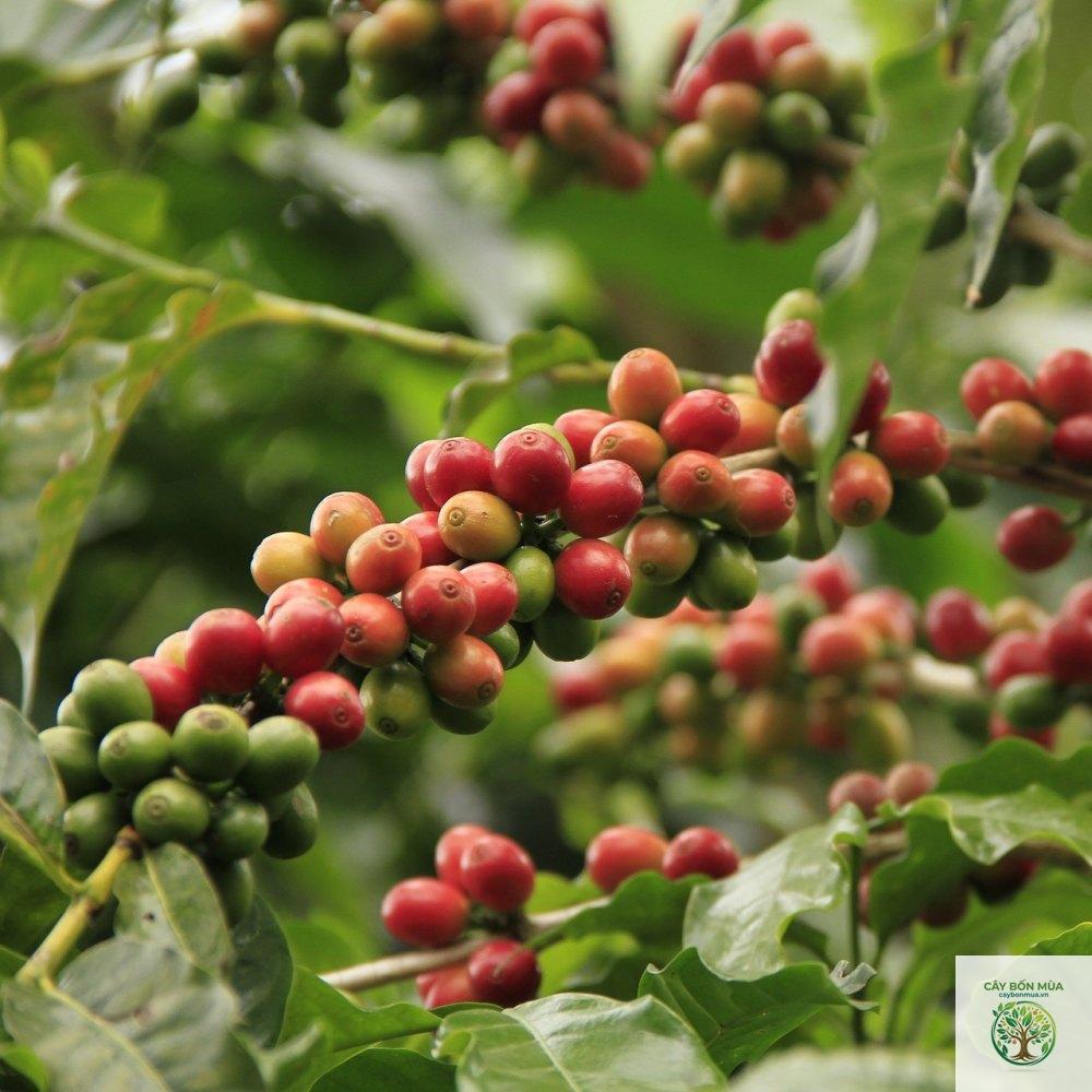 cây cà phê Arabica - Image 2