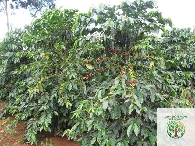 cây cà phê Arabica - Image 3