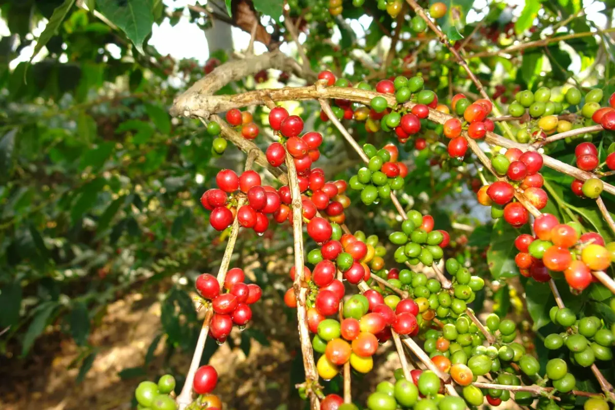 cây cà phê Arabica - Image 4