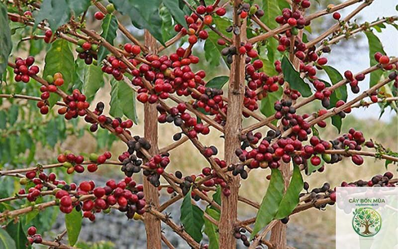 cây cà phê Arabica - Image 5