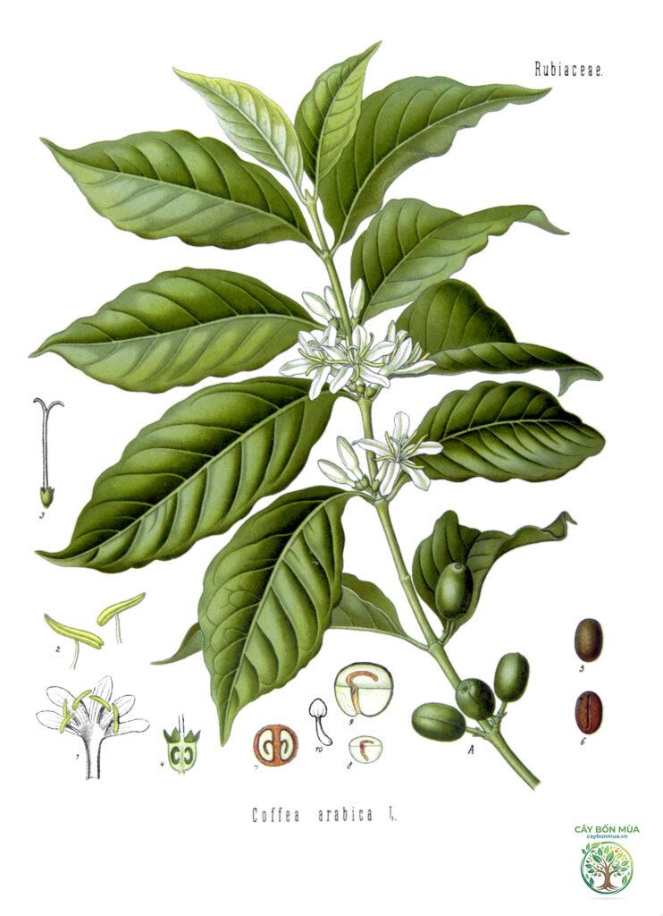 cây cà phê Arabica