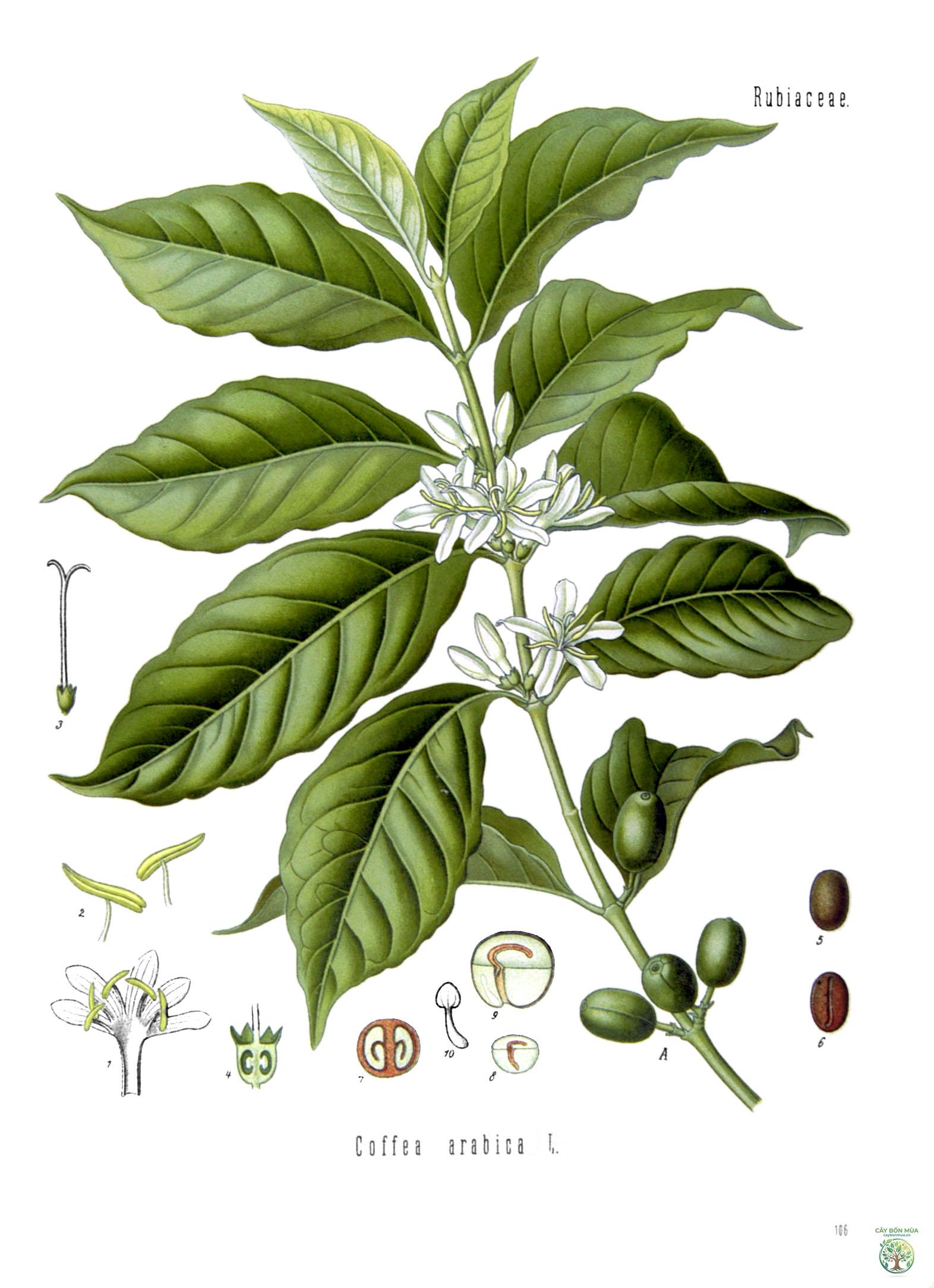 cây cà phê Arabica - Image 1