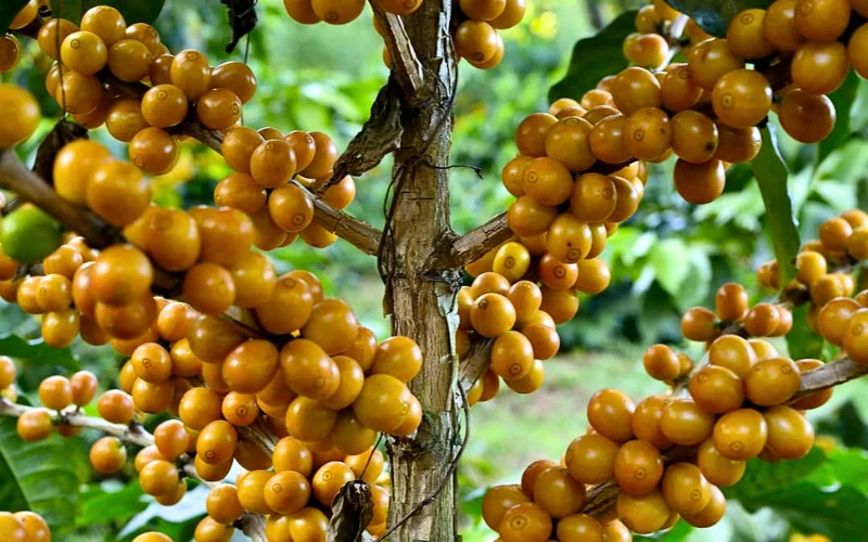 cây cà phê Bourbon - Image 3