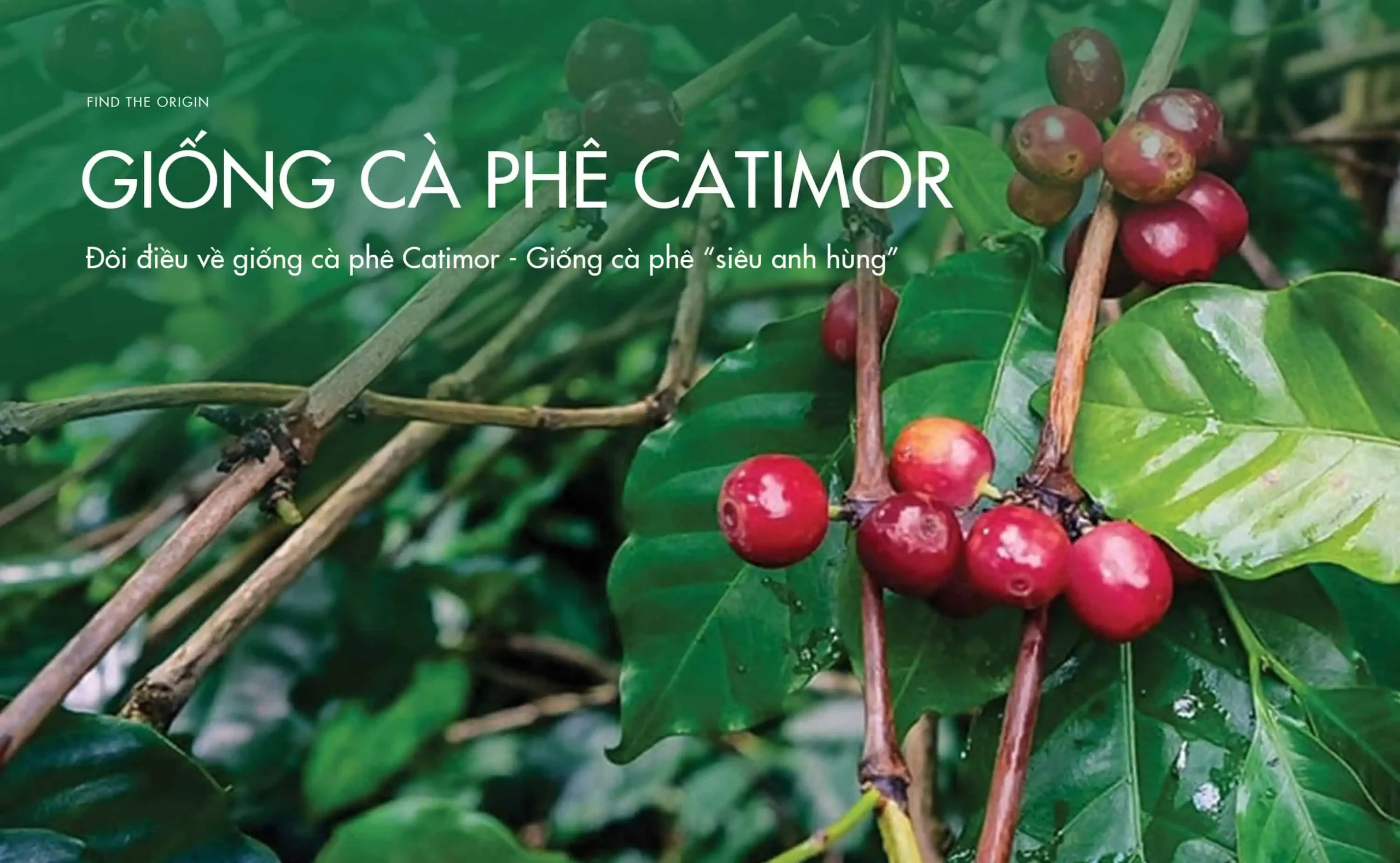 cây cà phê Catimor - Image 2