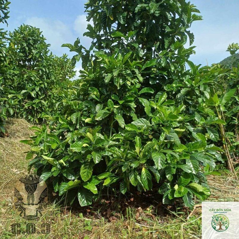 cây cà phê Excelsa - Image 2