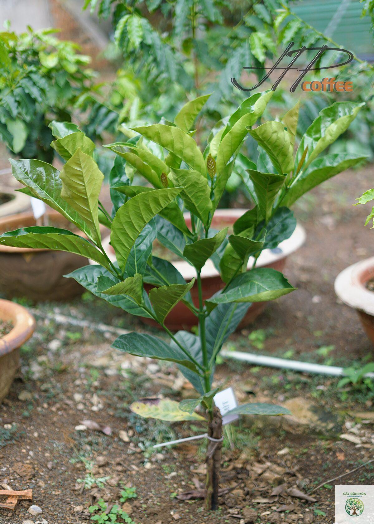 cây cà phê Excelsa - Image 4