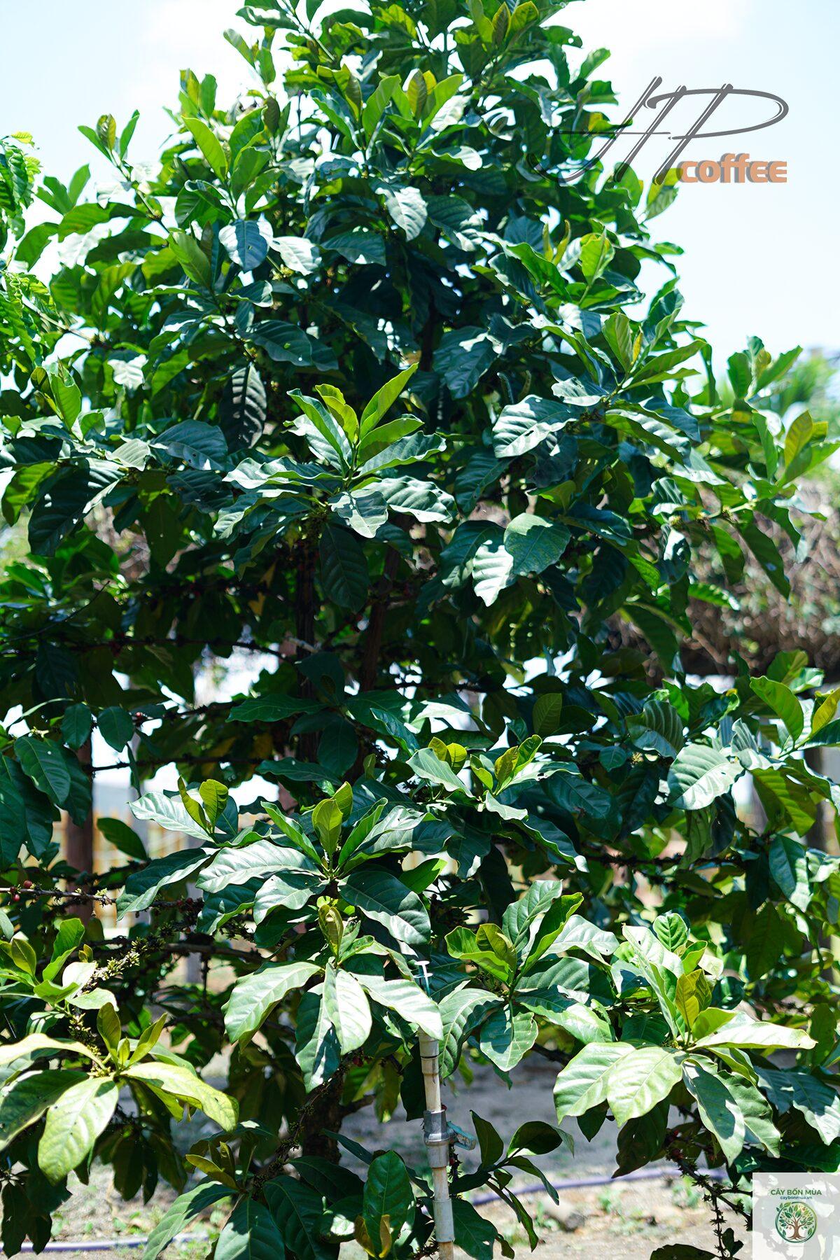 cây cà phê Excelsa - Image 1