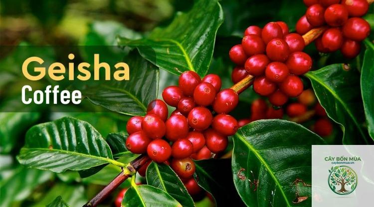 cây cà phê Geisha - Image 2