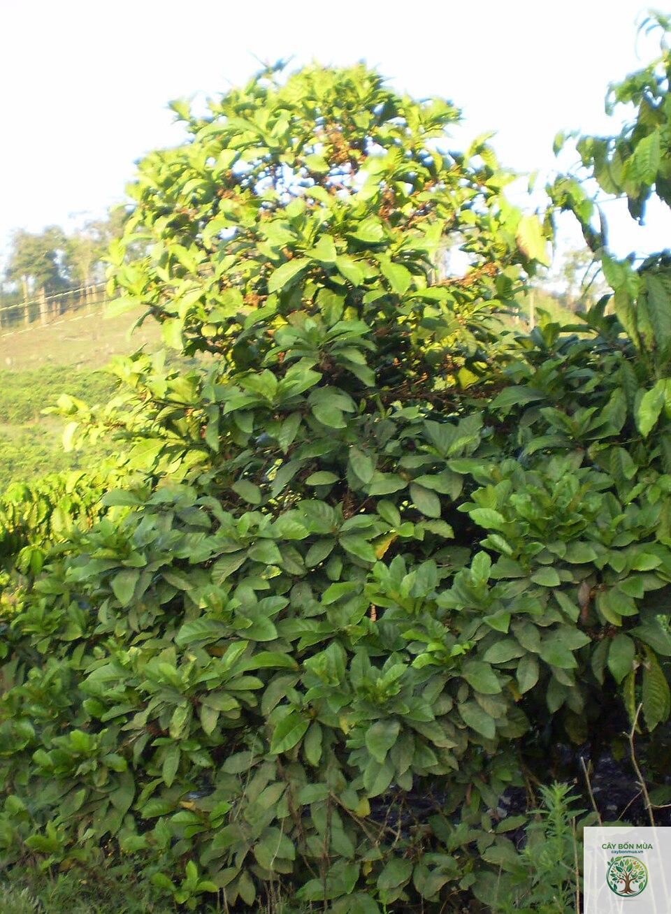 cây cà phê Liberica - Image 4