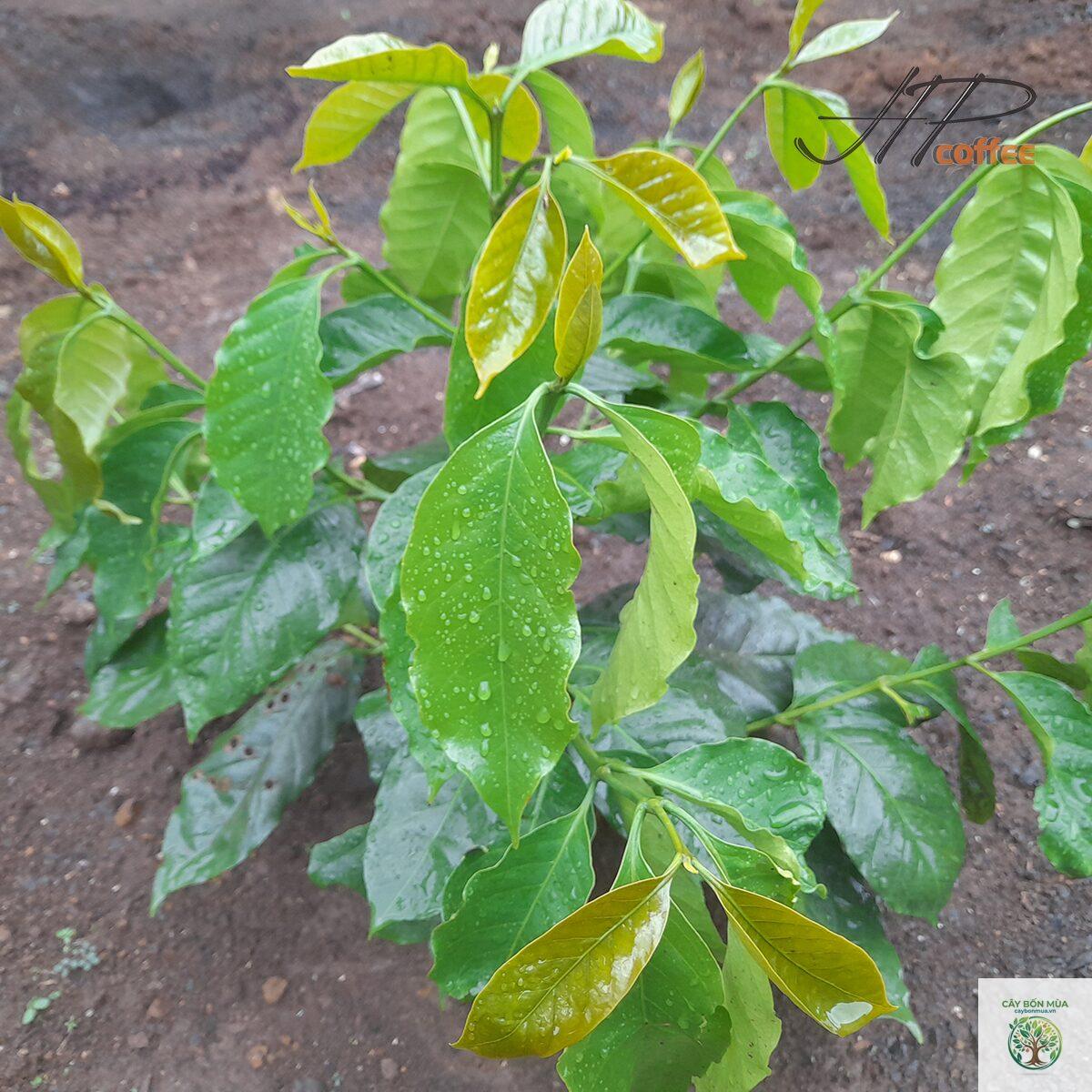 cây cà phê Pacamara - Image 2
