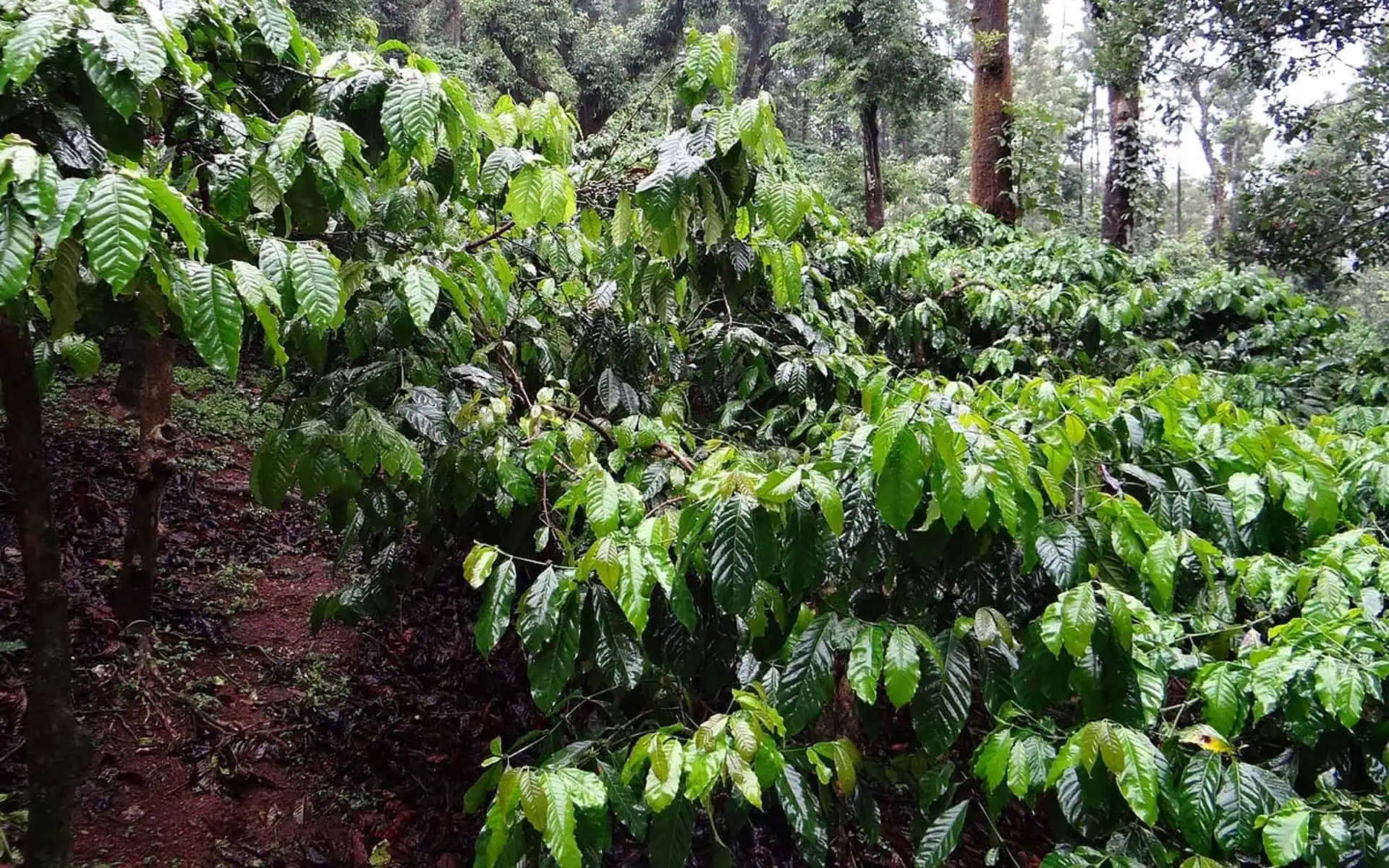 cây cà phê Pacamara - Image 3
