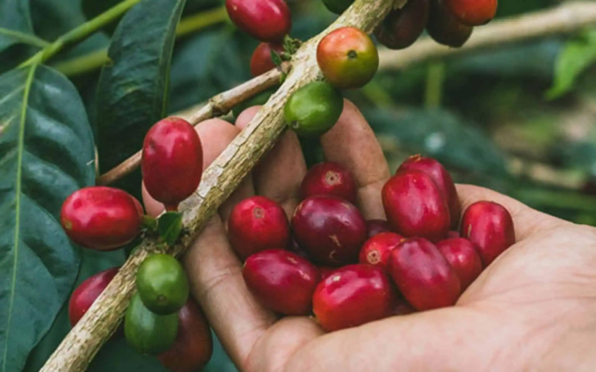 cây cà phê Pacamara - Image 1