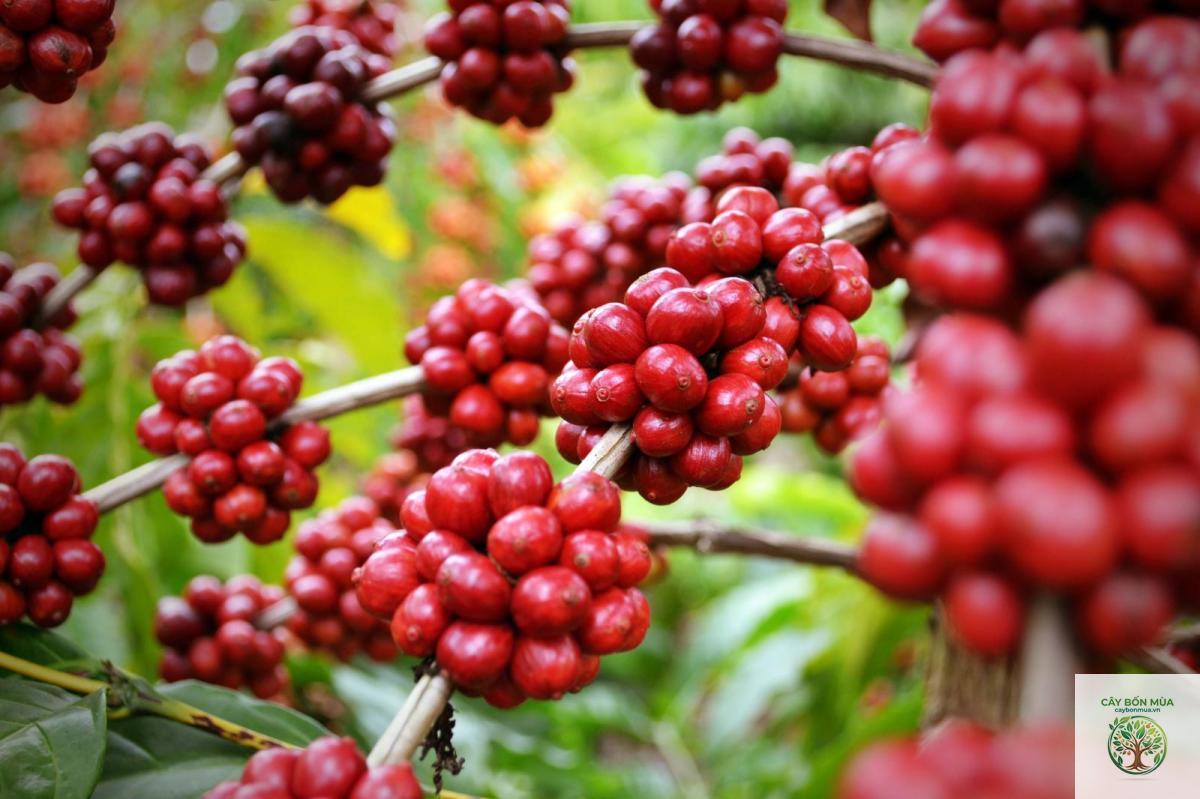 cây cà phê Robusta - Image 3