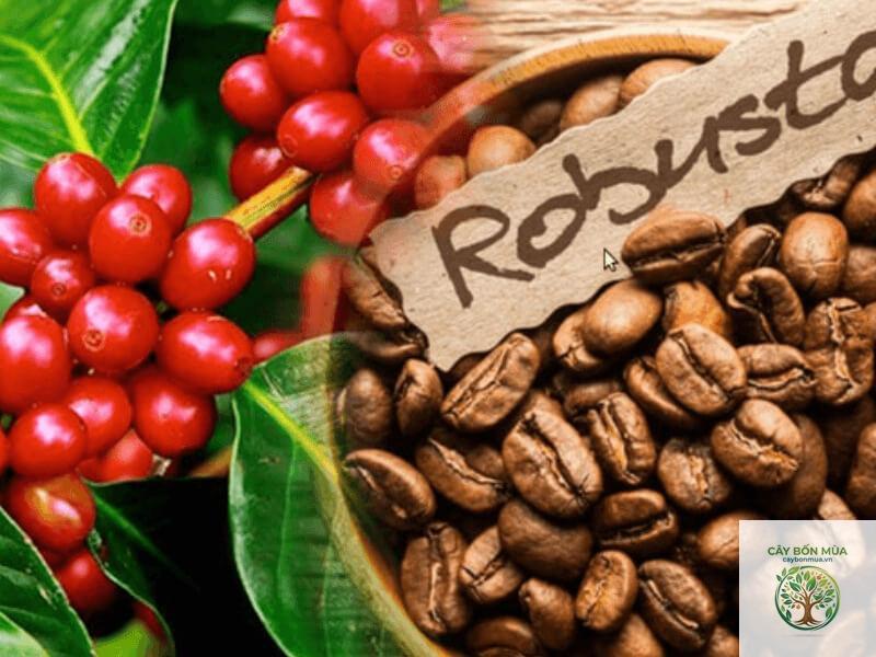 cây cà phê Robusta - Image 4