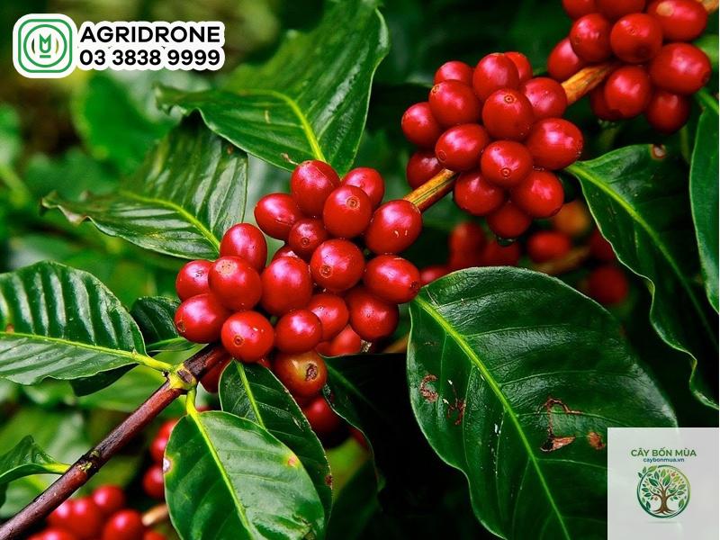 cây cà phê Robusta