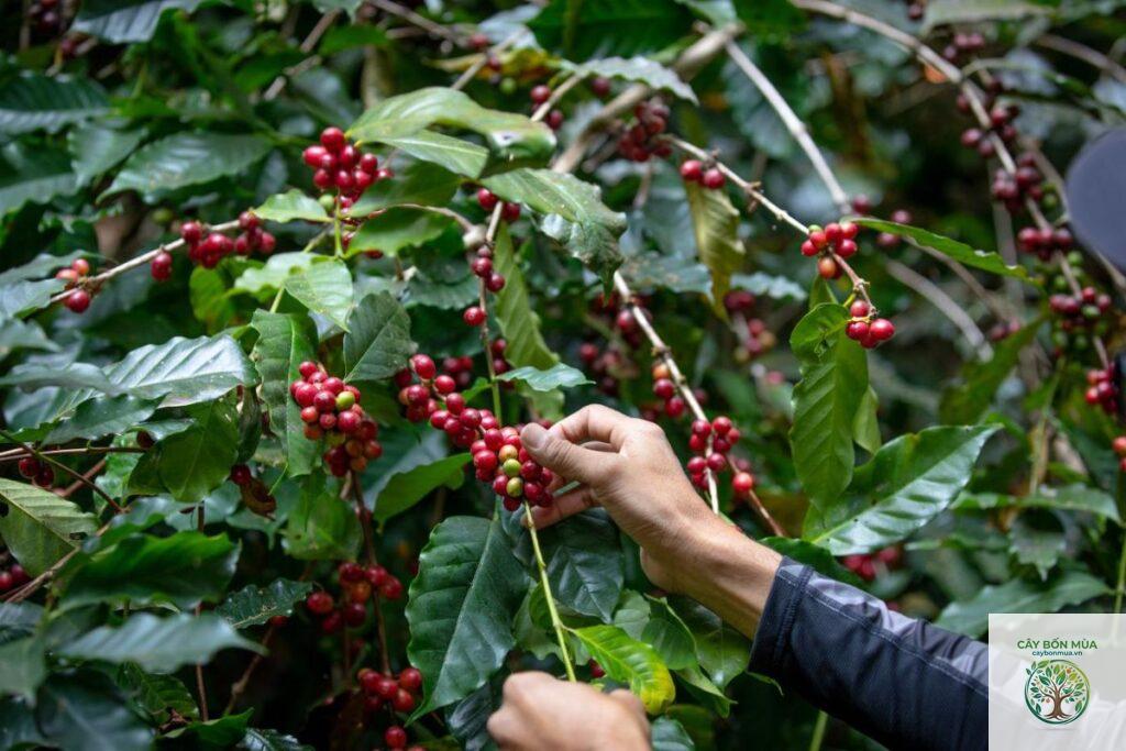 cây cà phê Typica