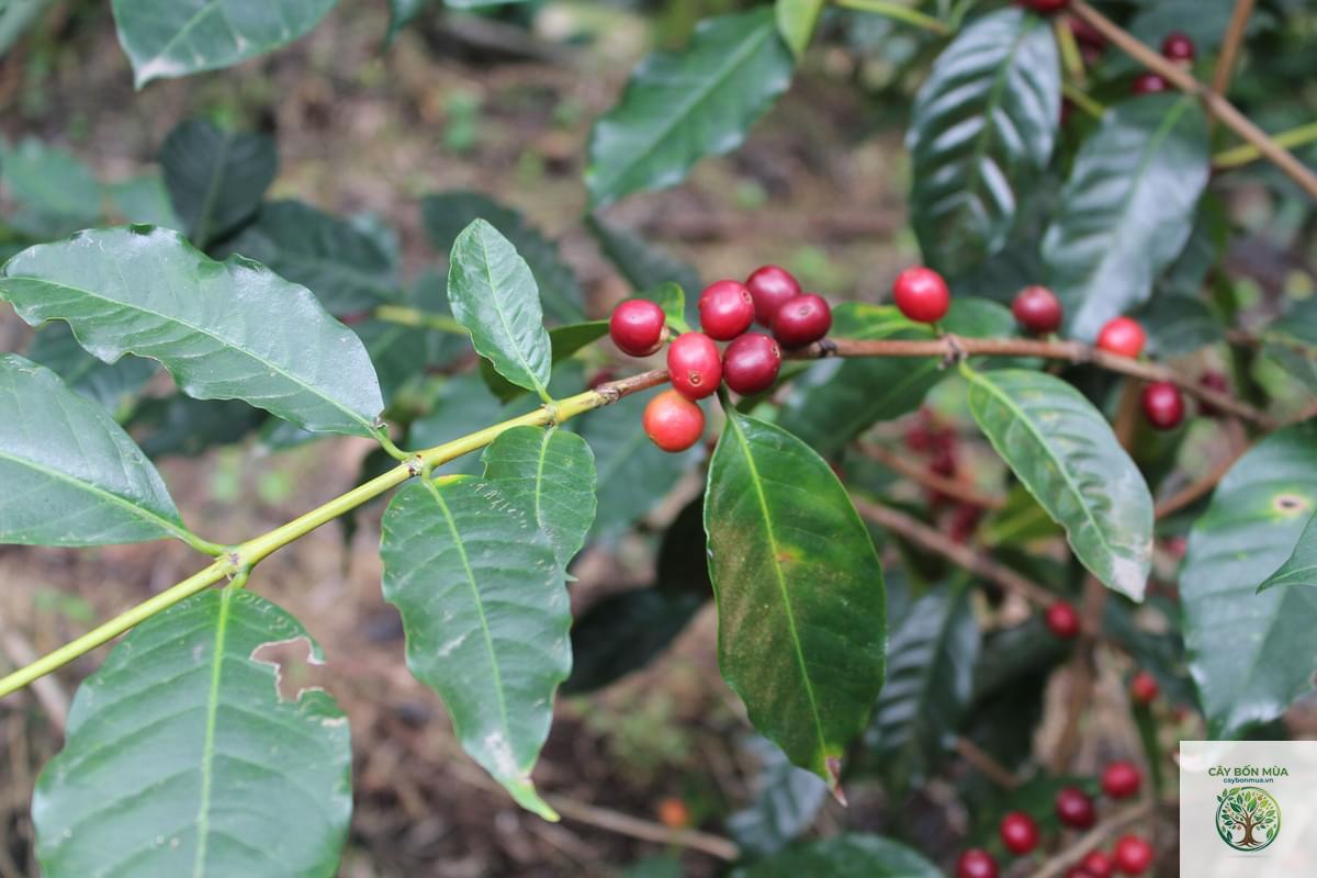 cây cà phê Typica - Image 2