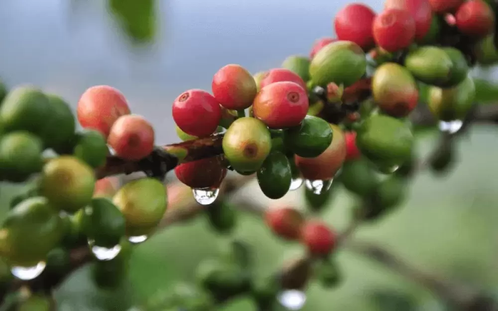 cây cà phê Typica - Image 3