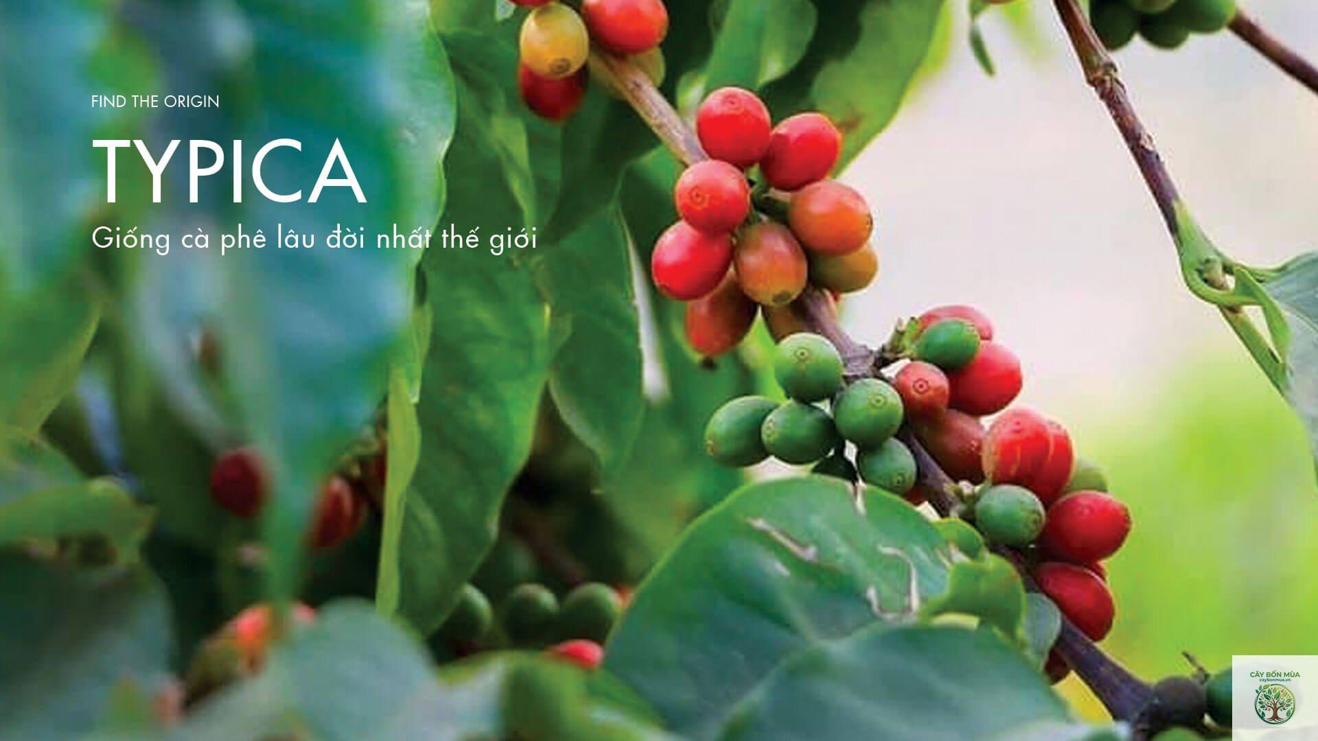 cây cà phê Typica - Image 4