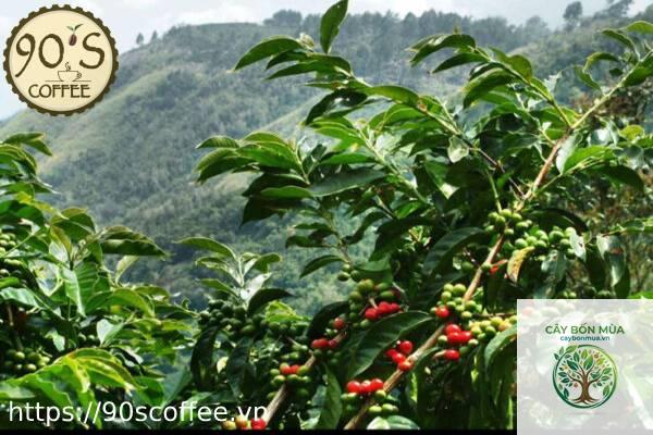 cây cà phê Typica - Image 5